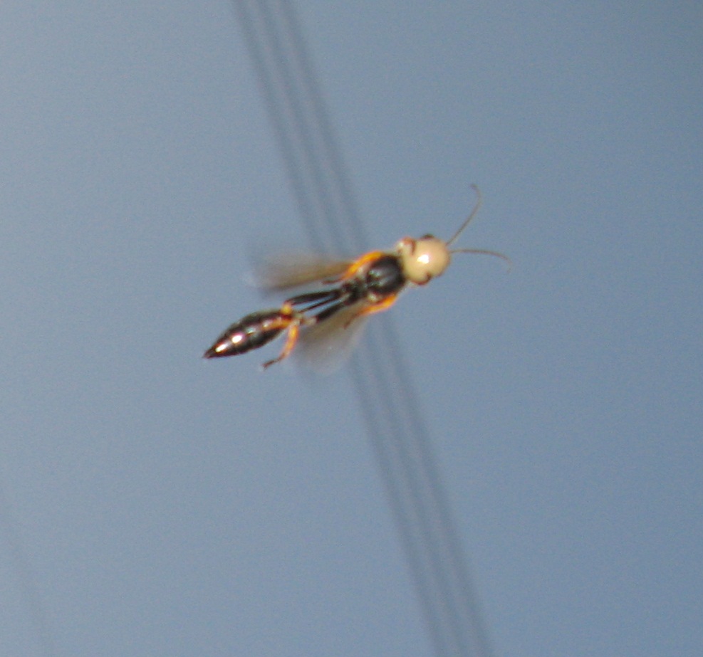 Vespe trasporto fango  al volo (Sceliphron caementarium)